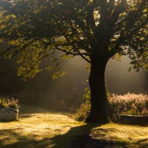 Garden Tree